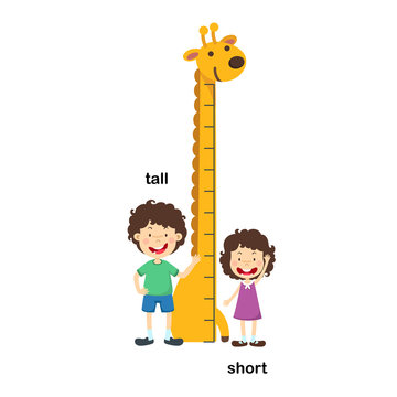 Opposite tall and short vector illustration
