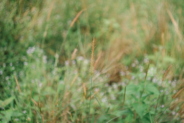 Beauty Nature Around My House
