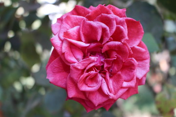 rosa textura da
