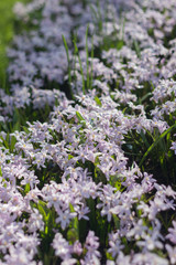 Small little purple flowers field in Koukenhof, Netherlands