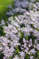 Small little purple flowers field in Koukenhof, Netherlands