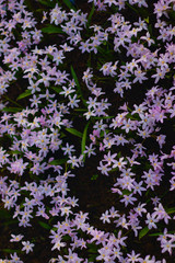 Small little purple flowers field in Koukenhof, Netherlands