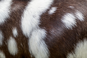 Spotted lop-earred goat fur closeup, Boer Goats, are a popular breed for meat due to a selective breeding process