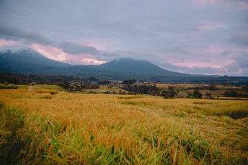Fototapeta premium Rise terraces with coconut palms and morning light in Bali. Cloudy sky