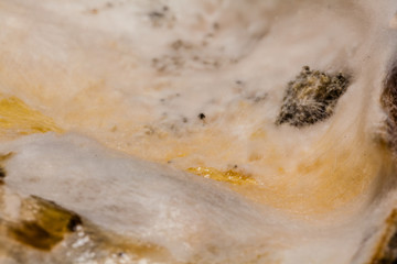 Bring the blueberry marinated in a glass jar Bring the fungus to the microscope to conduct research in science room