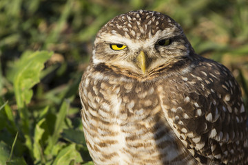 Coruja-buraqueira - Athene cunicularia
