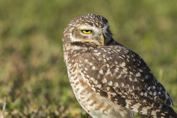 Coruja-buraqueira - Athene cunicularia