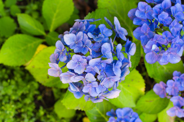 Blue Flowering hydrangea in the garden. Nature Background
