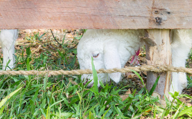 White Sheep or Ram Animal in Stall Eating Grass