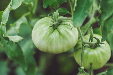 Green unripe tomatoes in the vegetable garden