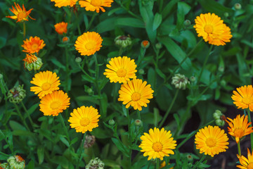 Summer background with growing flowers calendula, marigold