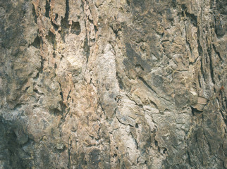 Brown Tree Bark Texture Background Vintage