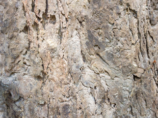 Brown Tree Bark Texture Background