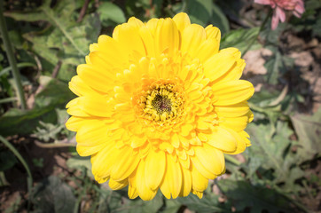 Yellow Gerbera Flower in Gerbera Garden