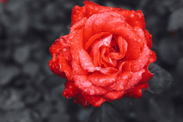 Red rose flower, scarlet rosebud on dark background