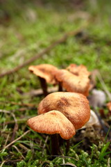 Wild Mushroom Fungus