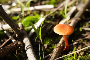 Wild Mushroom Fungus