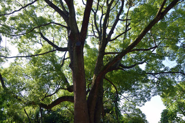 大きな樹の下で