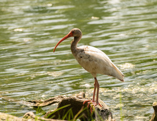 juvenile ibis gives you a side profile