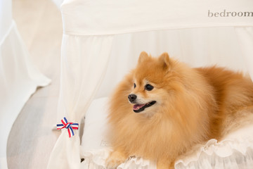 Fluffy golden mane small Pomeranian Spitz male dog resting inside his white canopy cabana house bed decorated with red white and blue ribbons.