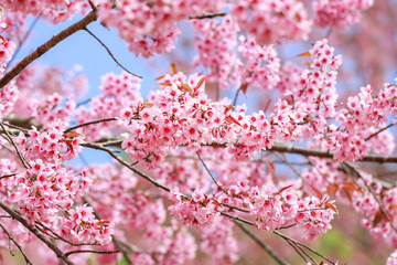 Wild Himalayan Cherry Blossoms in spring season (Prunus cerasoides), Sakura in Thailand, selective focus, Phu Lom Lo, Loei, Thailand.