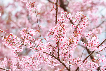 Wild Himalayan Cherry Blossoms in spring season (Prunus cerasoides), Sakura in Thailand, selective focus, Phu Lom Lo, Loei, Thailand.