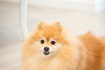 Closeup of a small Pomeranian dog with fluffy golden hair.