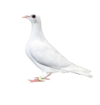 white feather pigeon bird isolated white background