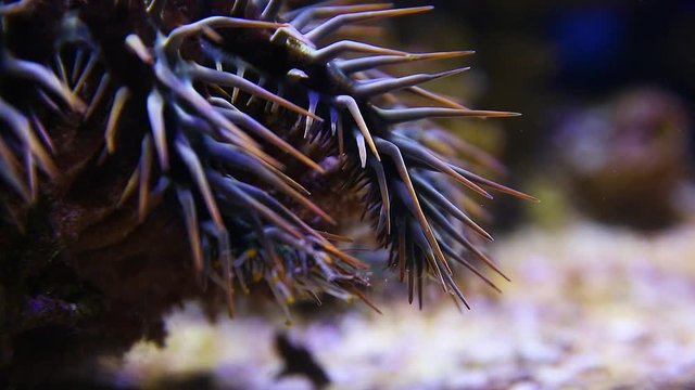 A close up shot of a crown of throns starfish inside an aquarium.