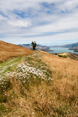 Grass and wild flowers on a hill overlooking the natural harbour of Akaroa, South Island, New Zealand