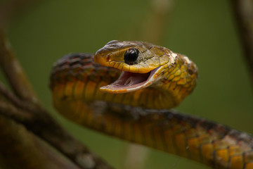 Chironius spixii