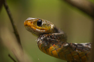 Chironius spixii