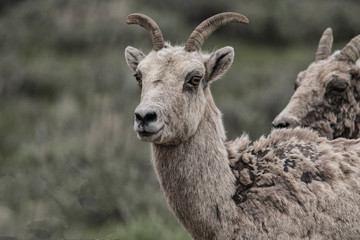 Fototapeta premium Mountain Sheep