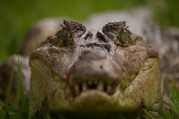 Spectacled Caiman
