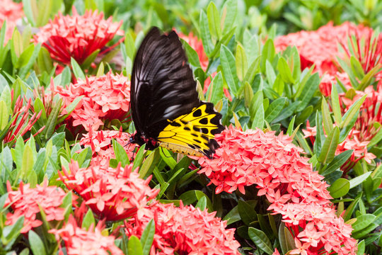 The Common Birdwing butterfly
