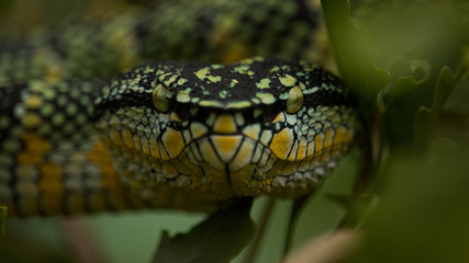 Wagler's Viper