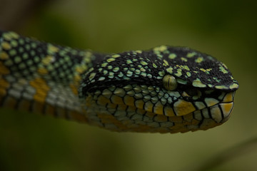 Wagler's Viper