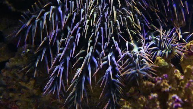 A close up shot of a crown of throns starfish inside an aquarium.