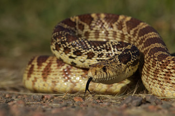 Bull Snake