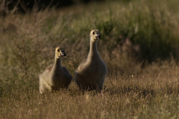 Geese