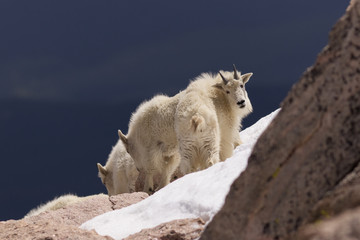 Mountain Goat