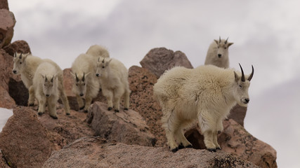 Mountain Goats