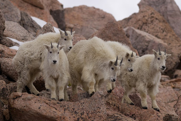 Mountain Goats