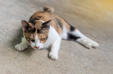 Black and white cat lying on the concrete floor.