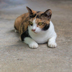 Black and white cat lying on the concrete floor.