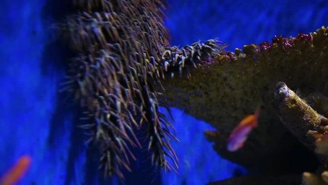 A close up shot of a crown of throns starfish inside an aquarium.