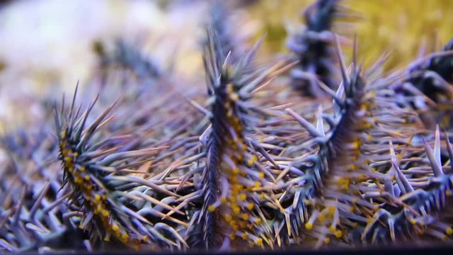 A close up shot of a crown of throns starfish inside an aquarium.
