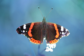 Photo of a close-up of a beautiful butterfly