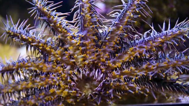 A close up shot of a crown of throns starfish inside an aquarium.