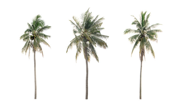 collection three Palm coconut the garden isolated on white background